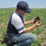 Man looking at a soil sample while kneeling in a field