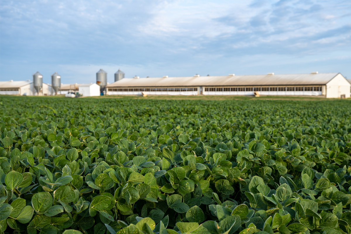 SOYBEANS - Healthy Meals and Biofuels – Uses Across Industries