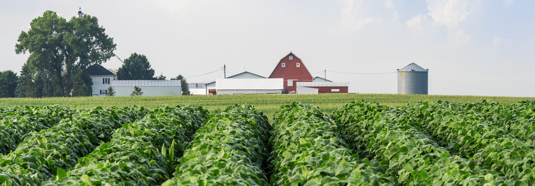 Soybean field with buildings in the background.