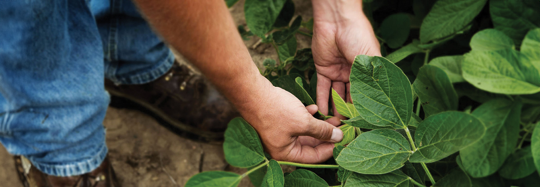 Farmer checking on the health of his soybean crops.