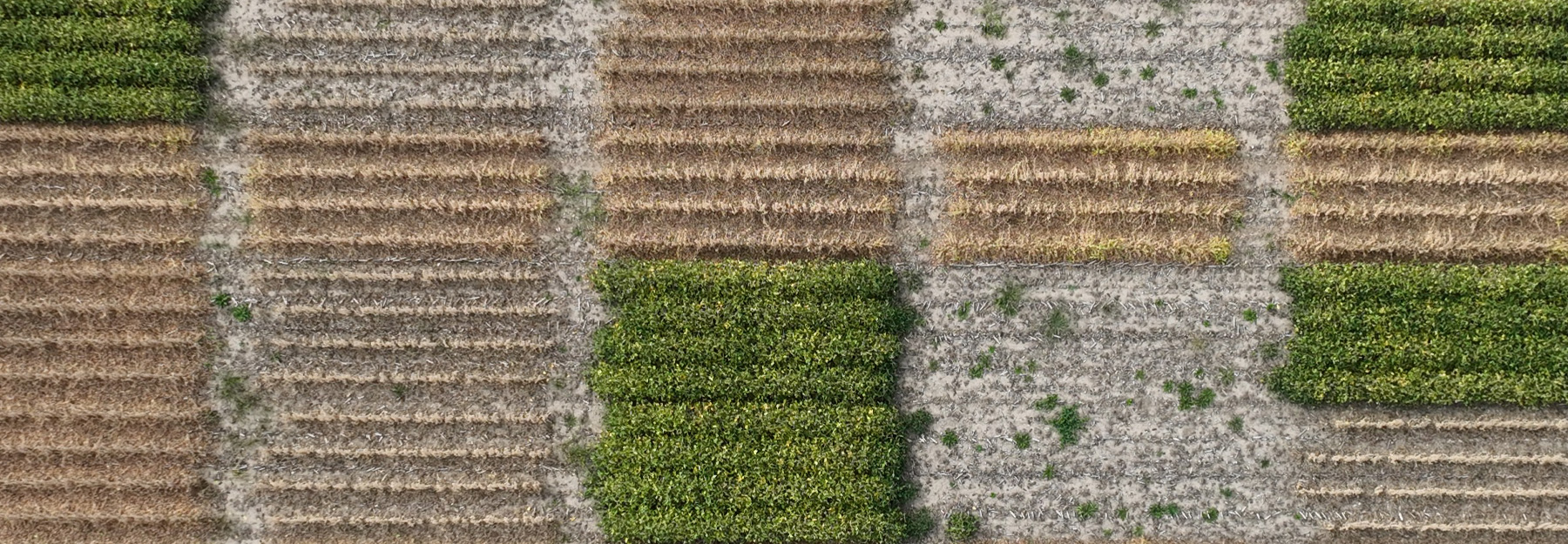 Soybean fields in various states.