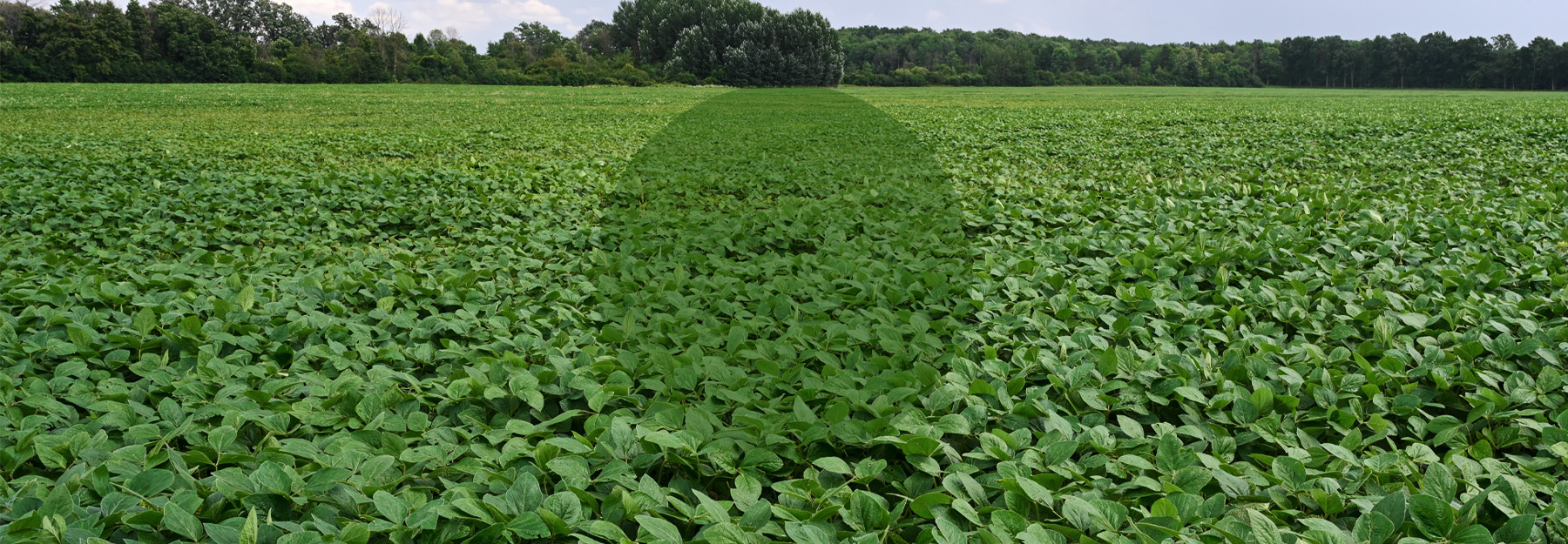 Better Together Logo with a soybean field in the background.