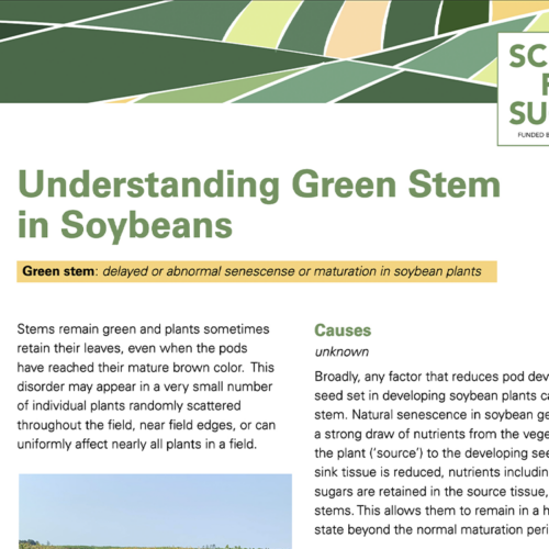 Screenshot of a document for Understanding Green Stem in Soybeans