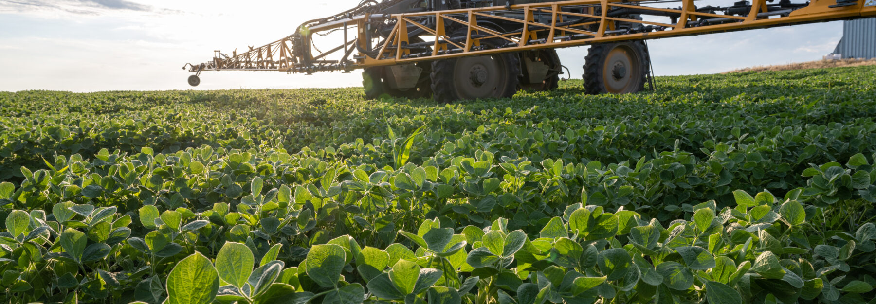 Hagie Sprayer in soybean field.