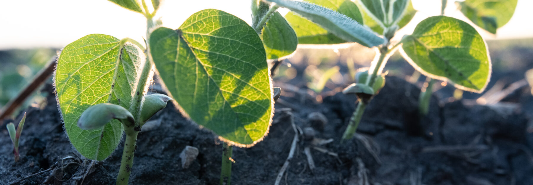 Cross section soil with early soybean plants sprouting.